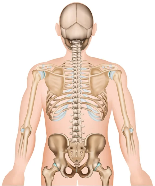 背面肋骨と腰の骨 医療のベクトル図 — ストックベクタ