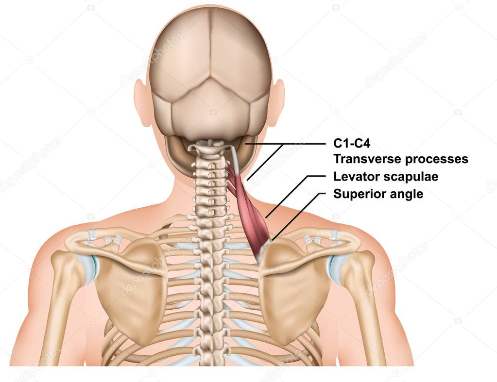 Levator scapulae muscle anatomy medical vector illustration on white background