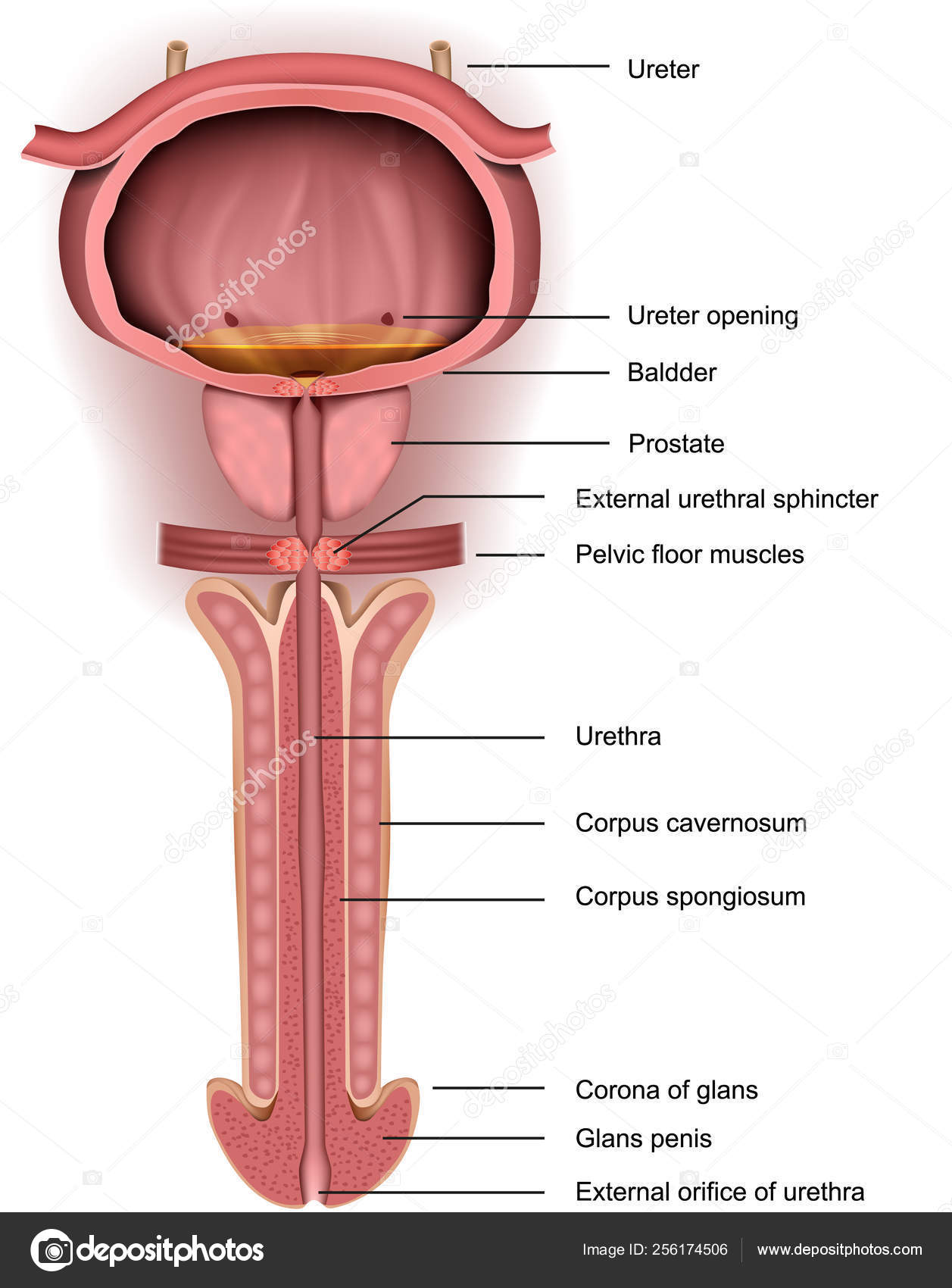 prostate anatomie 3d