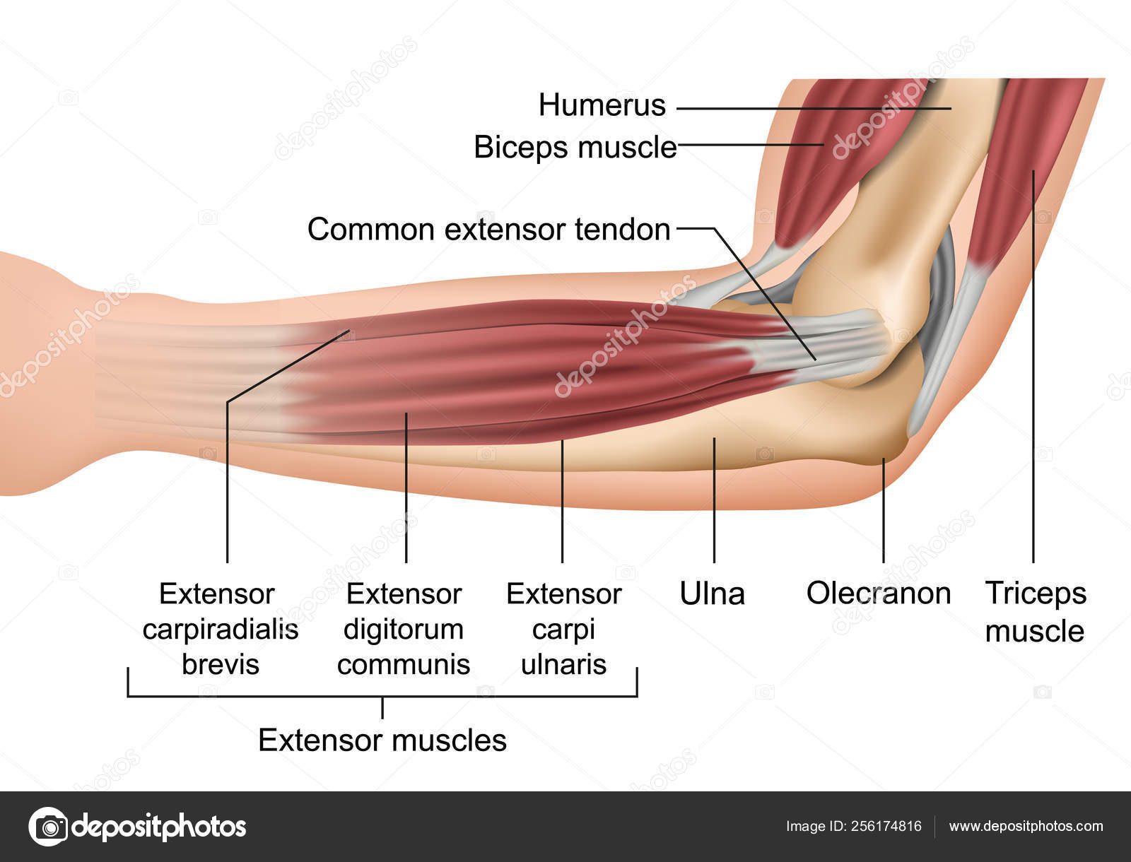 Anatomy of the elbow muscles outlet