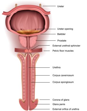 Anatomisi penis, prostat ve mesane, 3d tıp vektör çizim
