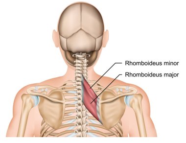rhomboideus muscle anatomy 3d medical vector illustration clipart