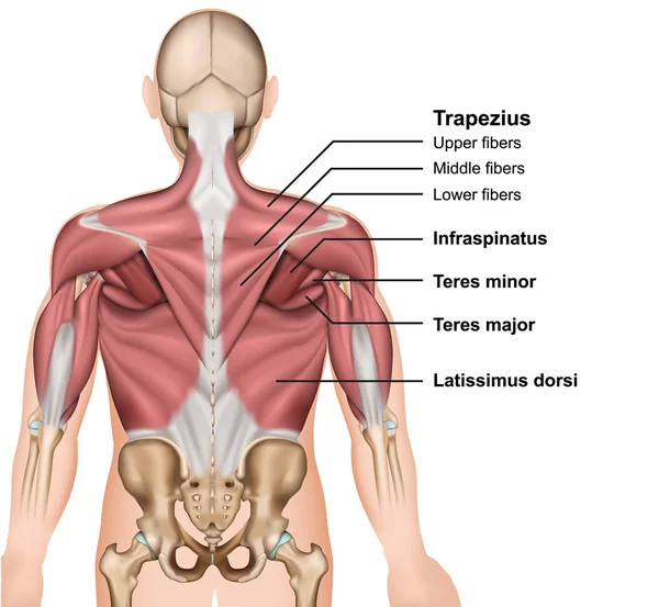 Los Músculos Espalda Vector Médico Ilustración — Archivo Imágenes Vectoriales
