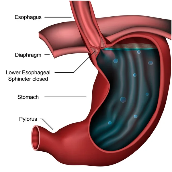 Esofagus Sphincter Anatomi Medicinsk Vektorillustration Vit Bakgrund — Stock vektor