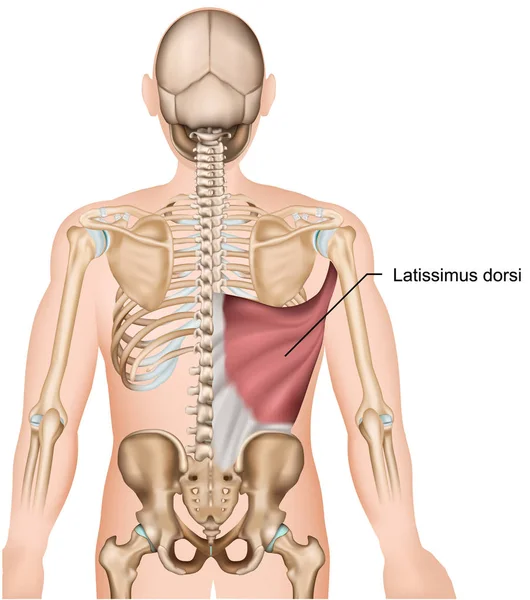 Latissimus Dorsi Costas Músculos Médico Vetor Ilustração —  Vetores de Stock