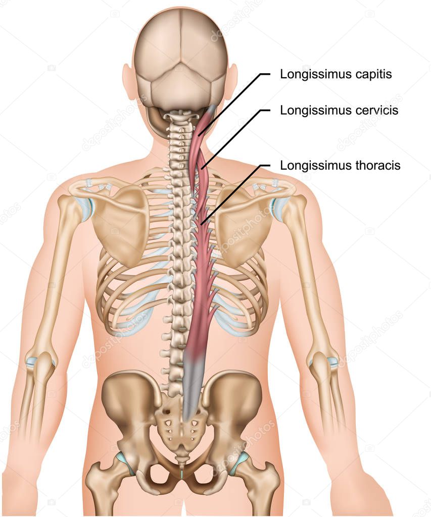 Longissimus muscle 3d medical vector illustration on white background