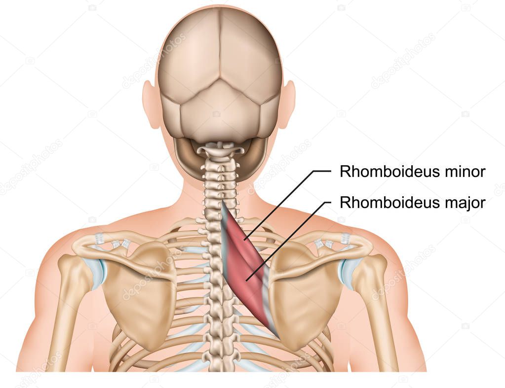 rhomboideus muscle anatomy 3d medical vector illustration