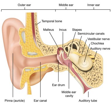 Kulak anatomisi 3d tıbbi vektör illüstrasyon beyaz arka plan izole