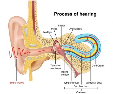 Hearing process, ear anatomy 3d vector illustration on white background clipart