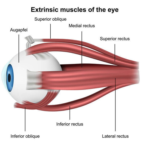 Muscles of the eye, 3d medical vector illustration on white background