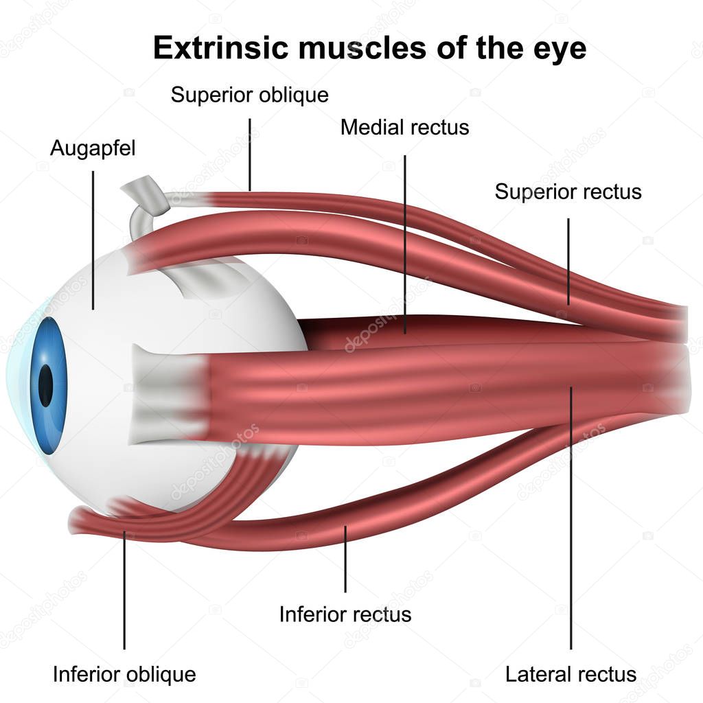 Muscles of the eye, 3d medical vector illustration on white background