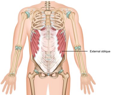 external oblique muscle 3d medical vector illustration upper abdominal muscle  clipart
