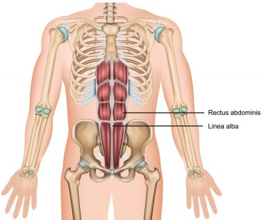 Rectus abdominis kas anatomisi 3d tıbbi vektör illüstrasyon