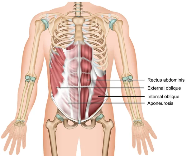 外部斜肌 医疗载体插图腹部肌肉 — 图库矢量图片
