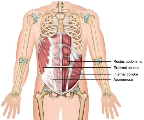 Otot Miring Eksternal Vektor Medis Ilustrasi Otot Perut - Stok Vektor