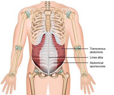 Transversus kas 3d tıbbi vektör illüstrasyon, karın derin kas