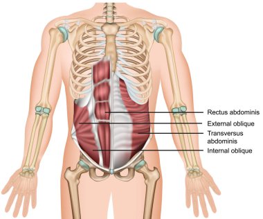 transversus abdominis kas 3d tıbbi vektör illüstrasyon