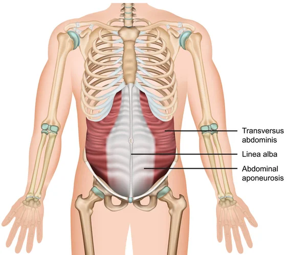Transversus Muscolo Vettoriale Medico Illustrazione Addominali Muscolo Profondo — Vettoriale Stock