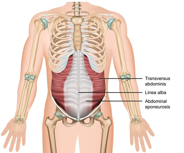 Transversus kas 3d tıbbi vektör illüstrasyon, karın derin kas