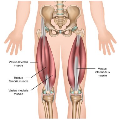 quadriceps kas anatomisi 3d tıbbi vektör illüstrasyon