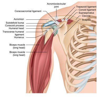 Omuz anatomisi 3d tıbbi vektör illüstrasyon kol kasları ile