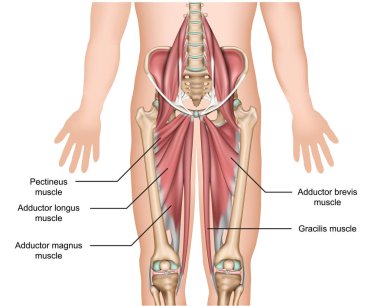 adductor kaslar anatomi 3d tıbbi vektör illüstrasyon beyaz arka plan üzerinde
