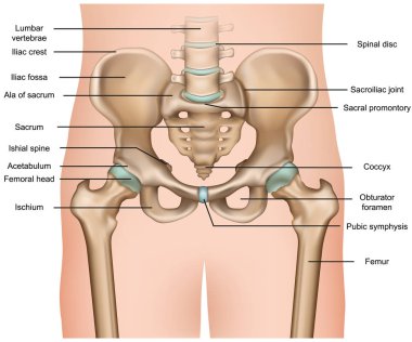 beyaz arka plan üzerinde insan pelvis anatomi 3d tıbbi vektör illüstrasyon