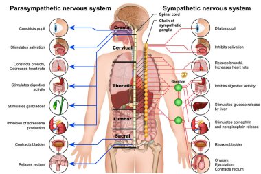 sympathetic and parasympathetic nervous system 3d medical vector illustration on white background clipart