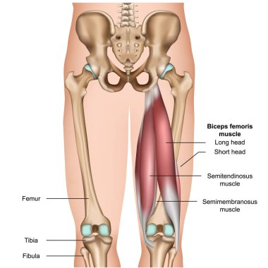 beyaz arka plan üzerinde hamstring kas anatomisi 3d tıbbi vektör illüstrasyon