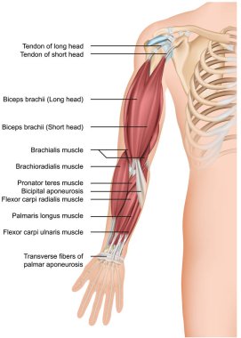 Kol kas anatomisi 3d tıbbi vektör illüstrasyon önkol