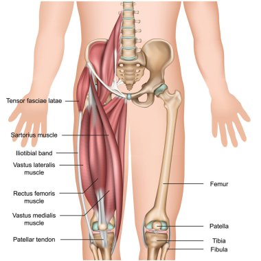 bacak kas anatomisi 3d tıbbi vektör illüstrasyon quadriceps