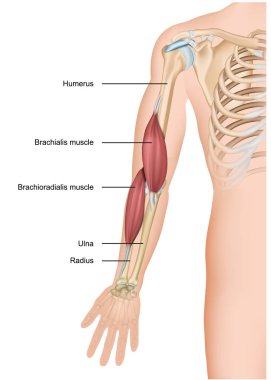 brachialis ve brachioradialis 3d tıbbi vektör illüstrasyon kol anatomisi