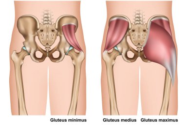 beyaz arka plan üzerinde gluteus kas anatomisi 3d tıbbi vektör illüstrasyon