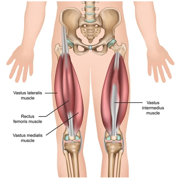 Cuádriceps Anatomía Muscular Vector Médico Ilustración — Vector de stock