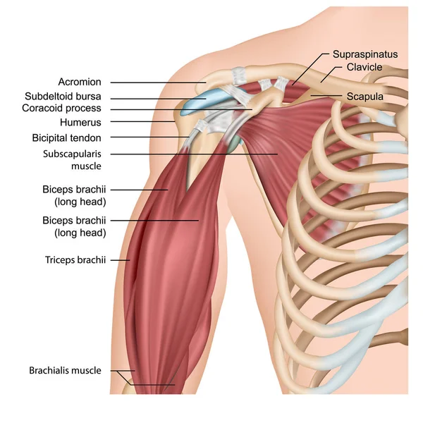Músculos Ombro Braço Ilustração Vetor Médico Sobre Fundo Branco — Vetor de Stock