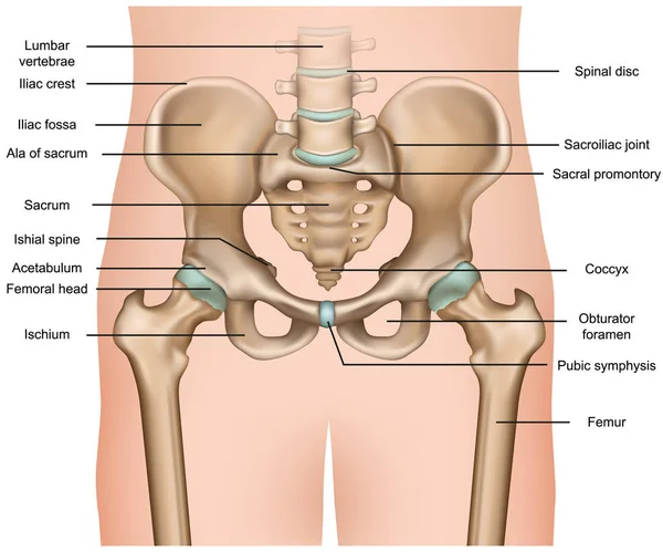 Anatomía Pelvis Humana Vector Médico Ilustración Sobre Fondo Blanco — Vector de stock