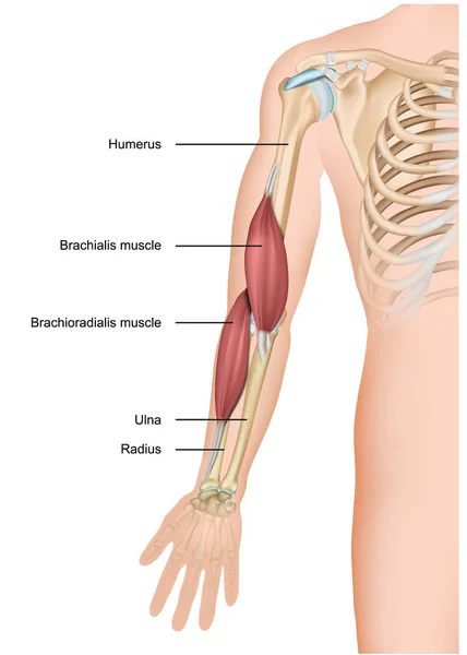 Braquialis Brachioradialis Vector Médico Ilustración Brazo Anatomía — Vector de stock