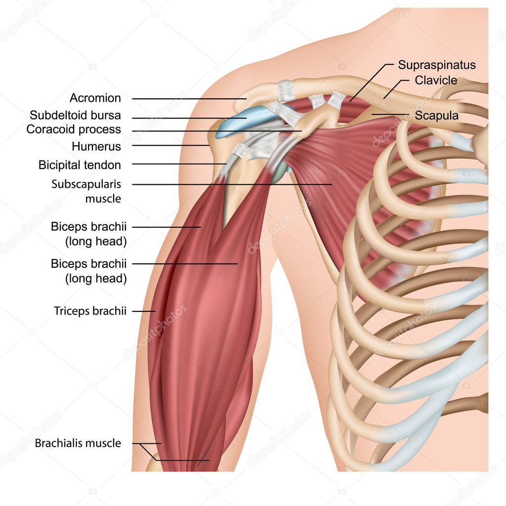 Muscles of shoulder and arm 3d medical vector illustration on white background