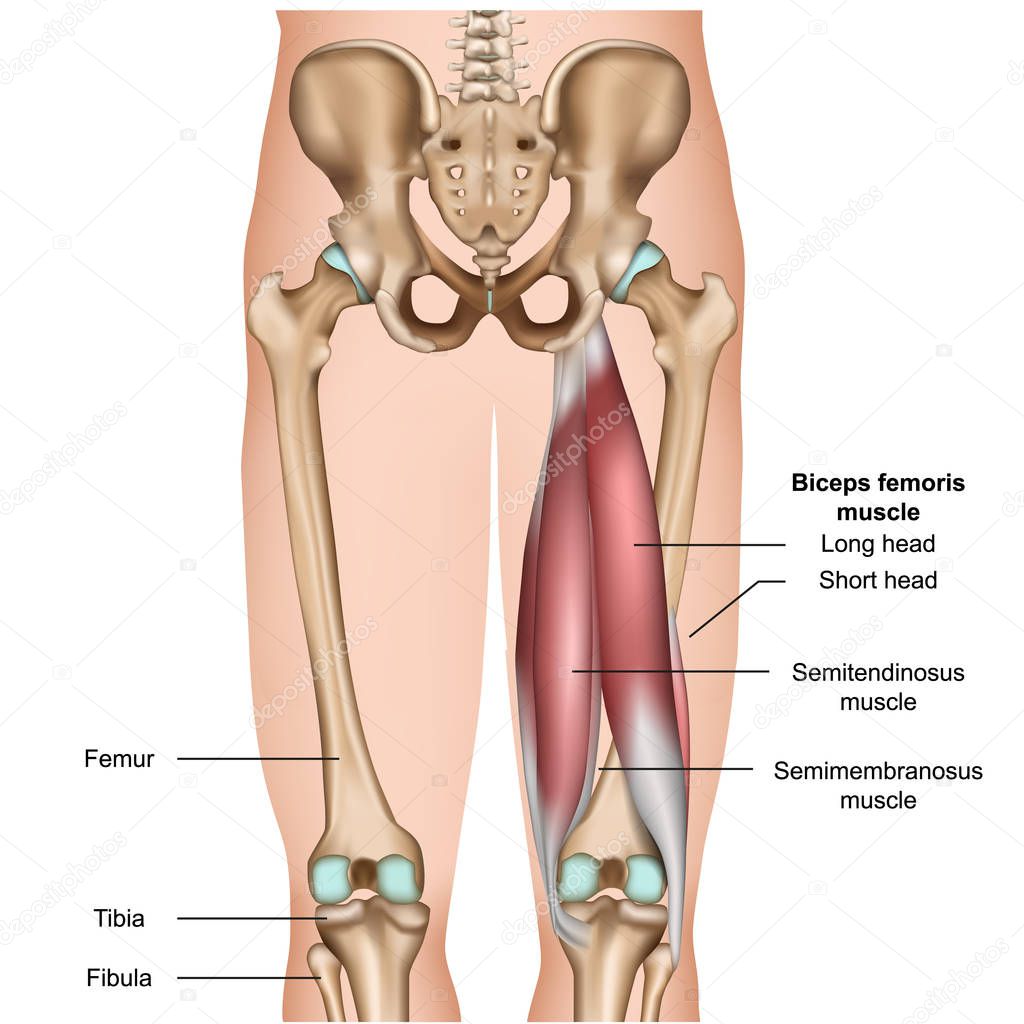 hamstring muscle anatomy 3d medical vector illustration on white background