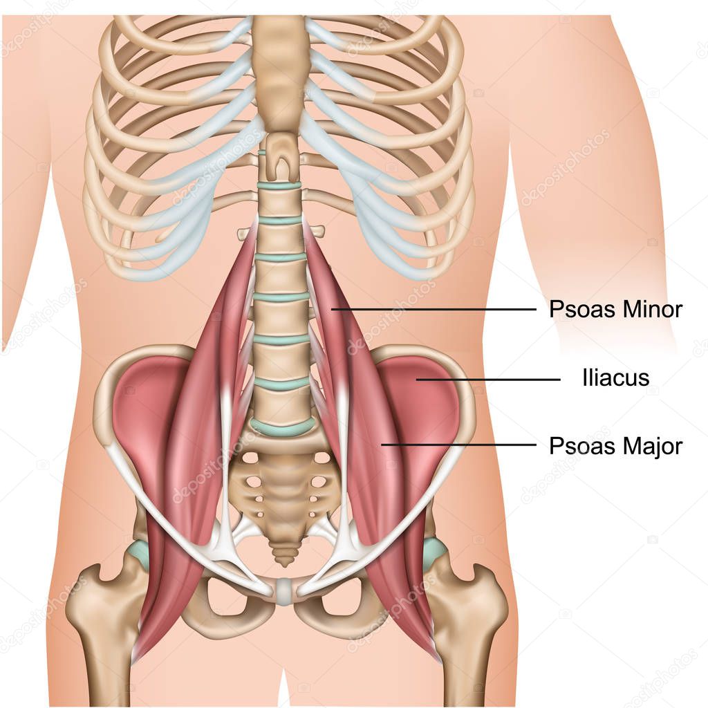 Psoas major muscle anatomy 3d medical vector illustration on white background