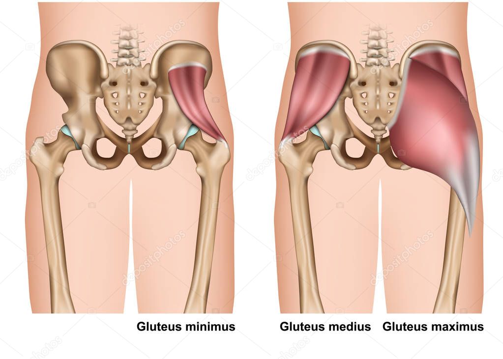 gluteus muscle anatomy 3d medical vector illustration on white background