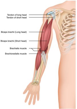 biceps ve brachioradialis anatomi beyaz arka planda 3D medikal vektör illüstrasyonu
