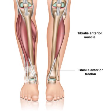 Beyaz arkaplanda tibialis anterior kas 3d tıbbi vektör çizimi