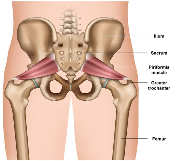 Piriformis筋肉3D医療ベクトル図白い背景 — ストックベクタ