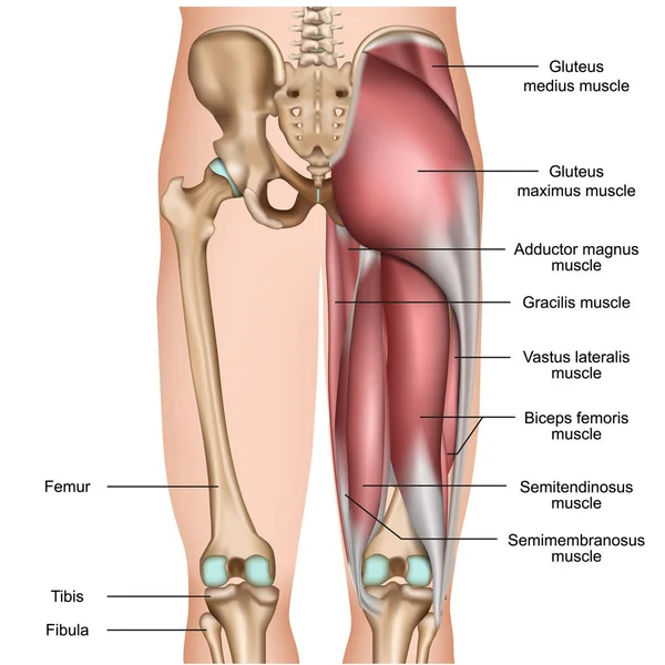 Gamba Schiena Muscoli Medico Vettoriale Illustrazione Sfondo Bianco — Vettoriale Stock