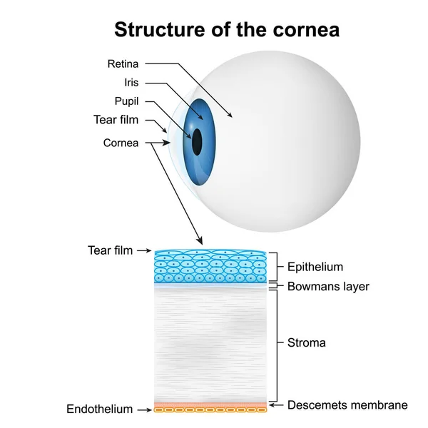 Struttura Della Cornea Illustrazione Vettoriale Medica Sfondo Bianco — Vettoriale Stock