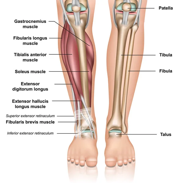 小腿解剖3D白色背景下的医学载体图解 — 图库矢量图片
