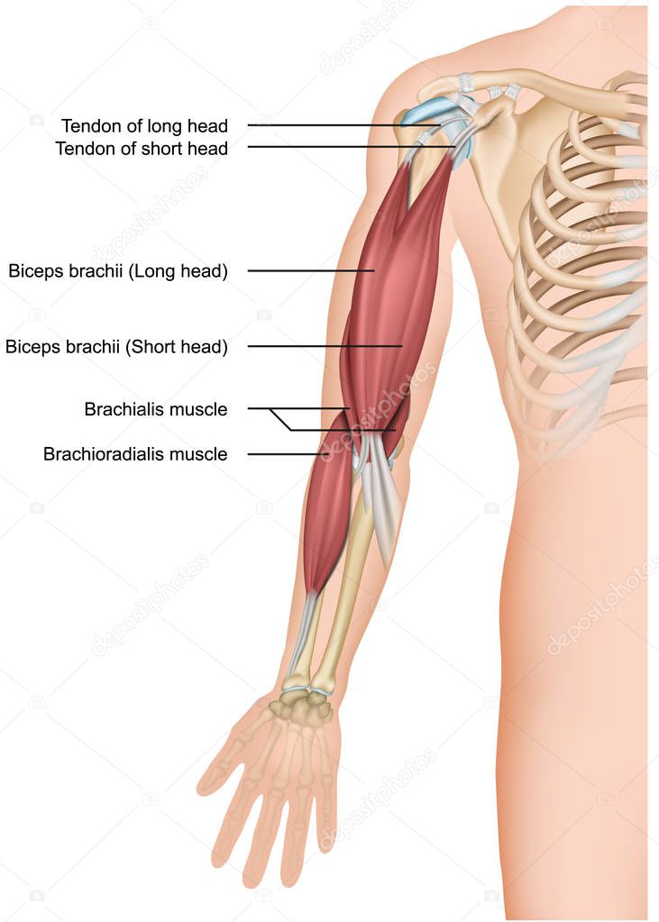 biceps and brachioradialis anatomy 3d medical vector illustration on white background