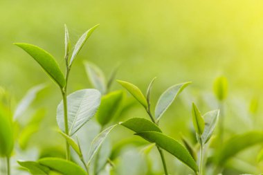 Taze yeşil çay yaprakları çay plantasyon içinde