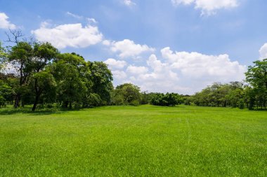 Mavi gökyüzünün altında bir güzel park bahçe yeşil ağaç
